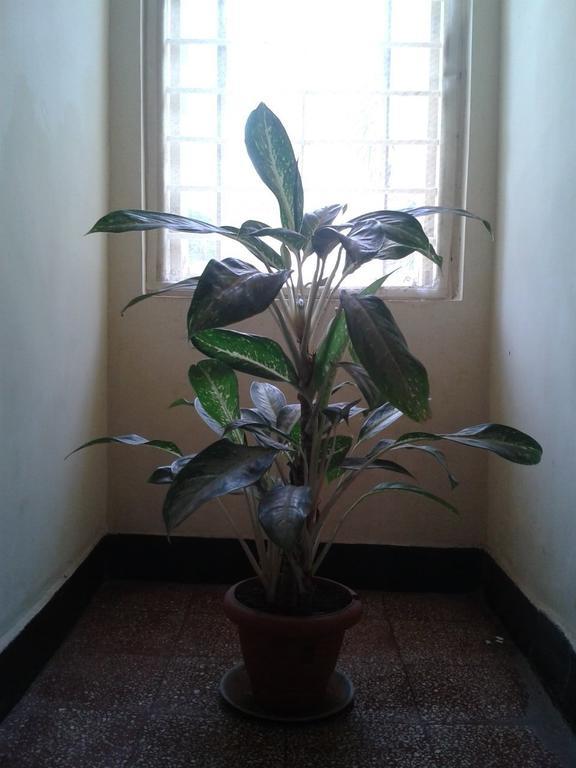 Hotel Ferreira Resort Lonavala Eksteriør billede